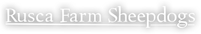 rusca farm sheepdogs logo