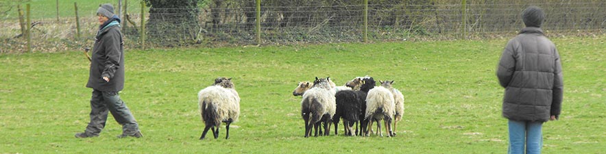 Sheepdog Training with Sue Little